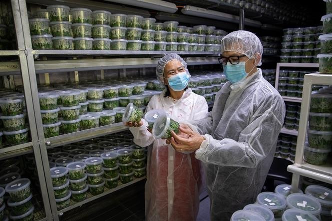 En el Laboratorio de producción de semillas de plantas de una empresa israelí. (Fuente: VNA)