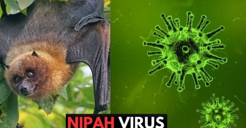 El virus Nipah, clasificado como enfermedad de alto riesgo, tiene una tasa de mortalidad alarmante que varía entre el 40% y el 75%. Actualmente no existen tratamientos específicos ni vacunas disponibles. (Fuente: moh.gov.vn)