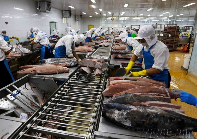Procesamiento de atún para exportación a Japón, EE. UU. y Europa en la empresa BIDIFISCO. (Fuente: VNA)