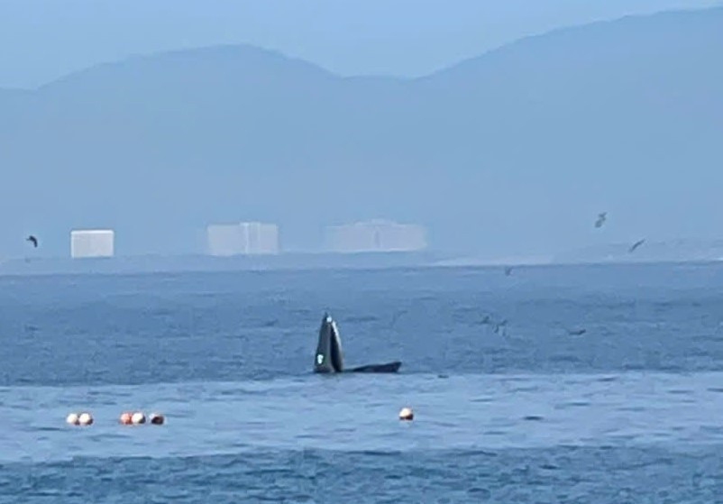 Ballena avistada en Nha Trang. (Fuente: VNA)