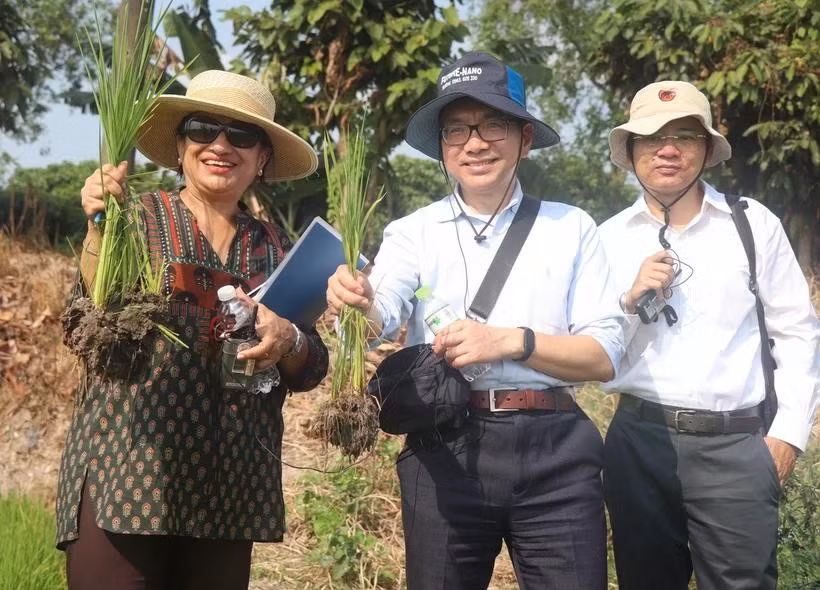 Shobha Shetty, directora global de Alimentación y Agricultura del Banco Mundial, inspecciona el arroz sembrado según el modelo del cultivo de arroz de bajas emisiones. (Fuente: VNA)