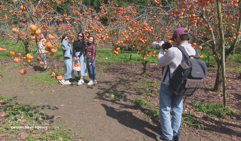 Turistas en Moc Chau, provincia de Son La. (Fuente: VNA)