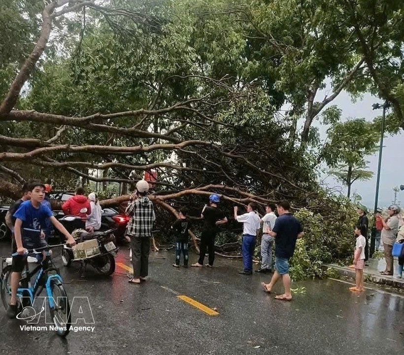 Localidades de la provincia de Lao Cai sufrieron una fuerte tormenta que provocó la caída de numerosos árboles y el derrumbe de los tejados de cientos de casas. (Foto: VNA)
