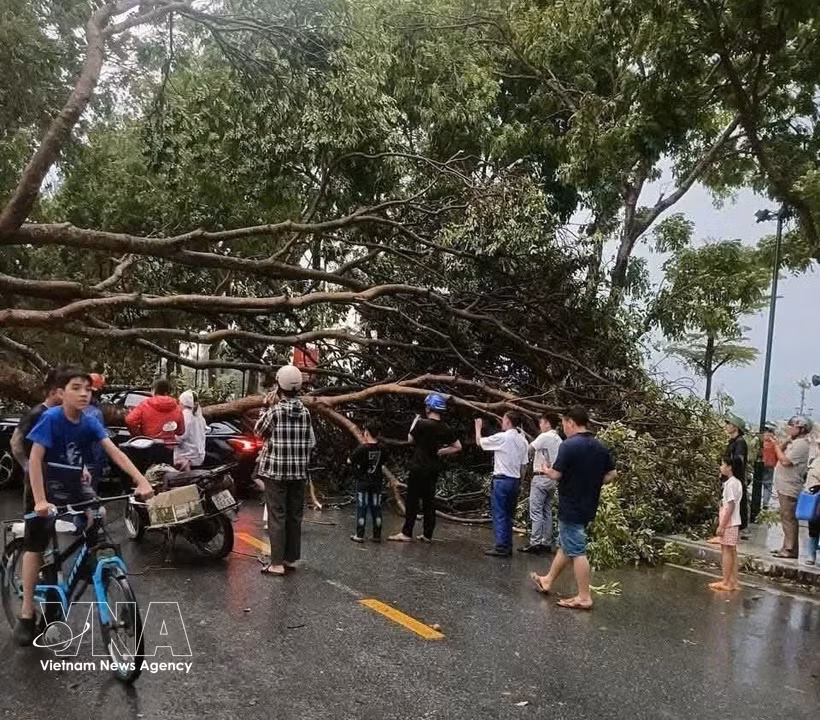 Localidades de la provincia de Lao Cai sufrieron una fuerte tormenta que provocó la caída de numerosos árboles y el derrumbe de los tejados de cientos de casas. (Foto: VNA)