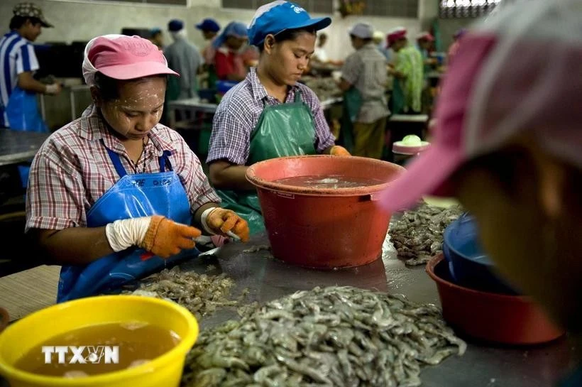 Trabajadores migrantes en una fábrica de procesamiento de camarones en Mahachai, en las afueras de Bangkok, Tailandia. (Foto: AFP/VNA)