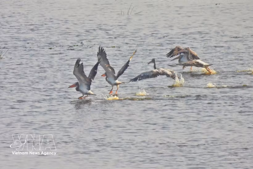 Pelícanos picopunteados (Pelecanus philippensis), una especie de ave rara y en peligro de extinción, se encuentran en el Parque Nacional Tram Chim. (Fuente: VNA)