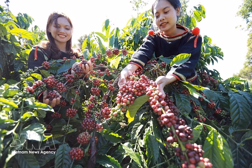 El café es uno de los productos de exportación clave con alto crecimiento. (Foto : VNA)