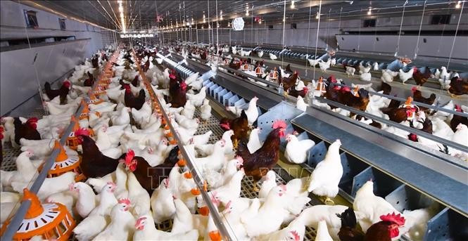 Modelo moderno de cría de pollos en circuito cerrado. (Foto: VNA)