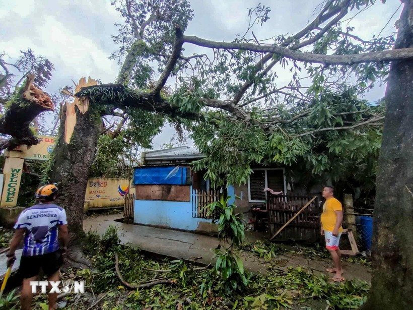 Un árbol derribado por el tifón Bualoi en la provincia de Masbate, Filipinas, el 26 de septiembre de 2025. (Foto: Xinhua/VNA)