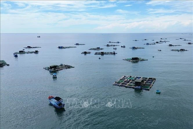 Modelo de cultivo de mariscos en jaulas en Ninh Thuan. (Foto: VNA)