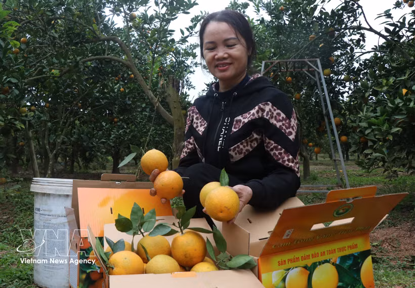 Clasificación y empaquetado de naranjas antes de su distribución. (Foto: VNA)