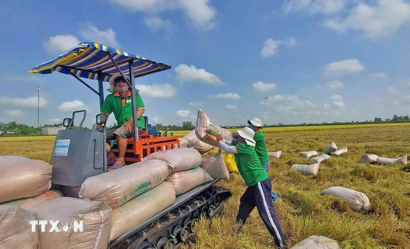 Agricultores del distrito de Thoai Son (provincia de An Giang) cosechan arroz. (Fuente: VNA)
