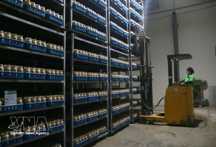 Los robots que realizan tareas de carga y descarga ayudan a reducir el trabajo manual y a mejorar la eficiencia laboral. (Foto: VNA)