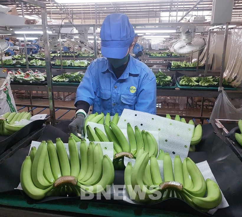 La facturación de las exportaciones de frutas supera los cinco mil millones de dólares. (Foto: VNA)