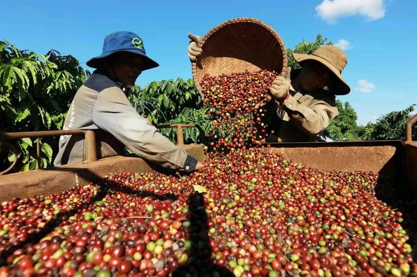 Cosecha de café en la zona de cultivo de la empresa Simexco Daklak, ciudad de Buon Ma Thuot. (Fuente: VNA)
