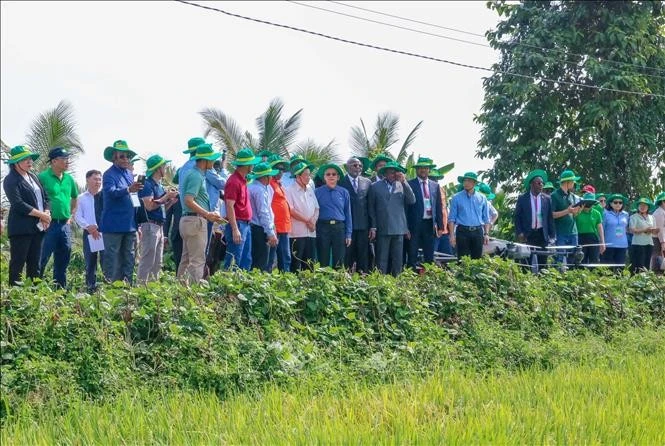 Delegados visitaron el modelo del cultivo de arroz en el distrito de Thot Not. (Fuente: VNA) 