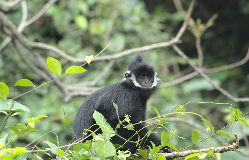 Langur de Ha Tinh. (Fuente: https://baoquangbinh.vn/)