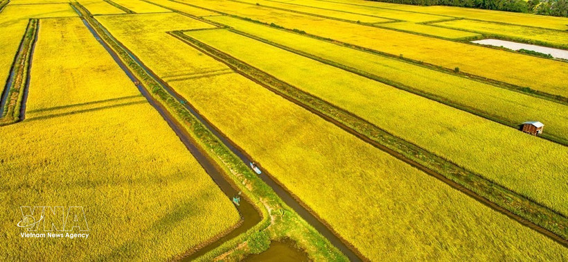 Vista aérea de un arrozal en la comuna de Vinh My, provincia de Ca Mau. (Foto: VNA)