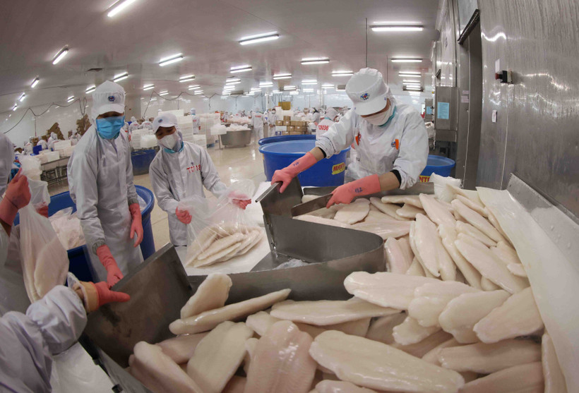 El mercado de Oriente Medio prioriza las exportaciones de pesca Tra (Pangasius) vietnamita que cumplen con los estándares Halal. (Fuente: VNA)