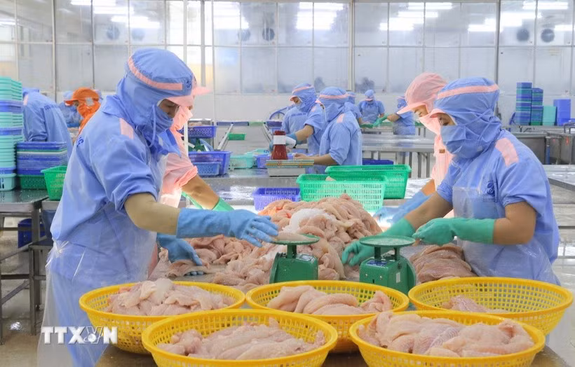 Procesamiento de pescado Tra para exportación. (Foto: VNA)
