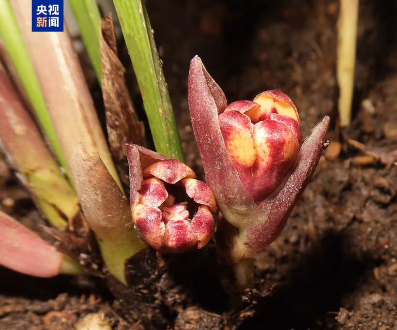 Una de las seis nuevas especies de Aspidistra. (Fuente: CCTV)