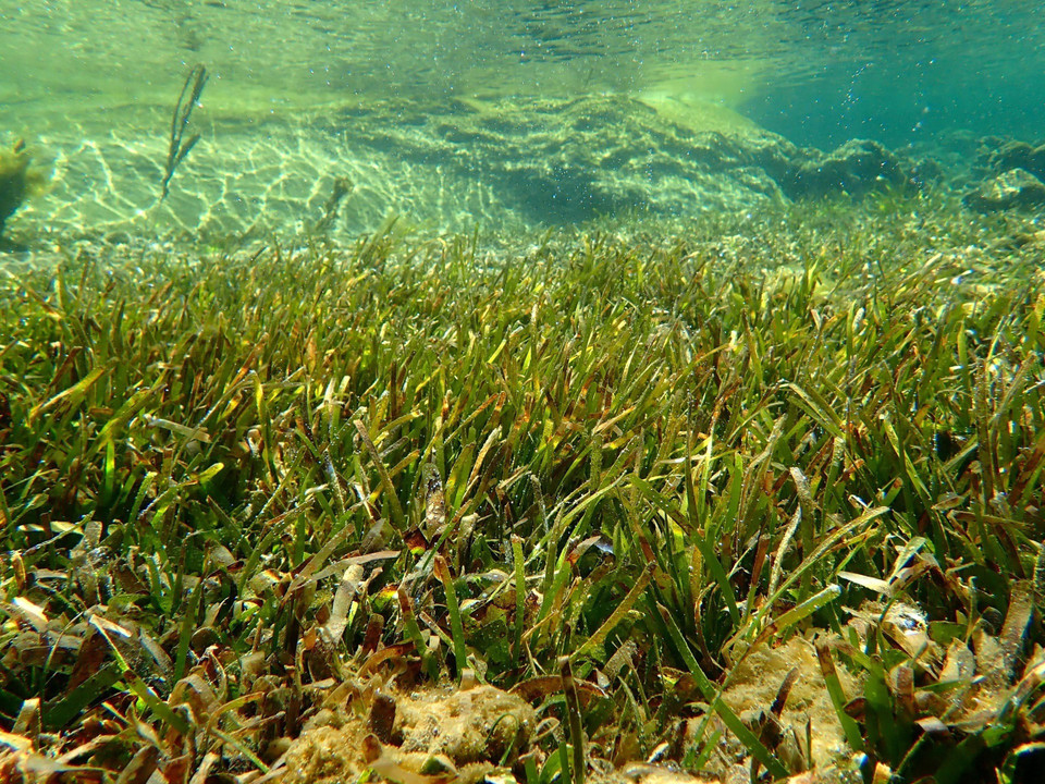 Praderas marinas en la Reserva Marina del Parque Nacional Nui Chua. (Foto: VNA)