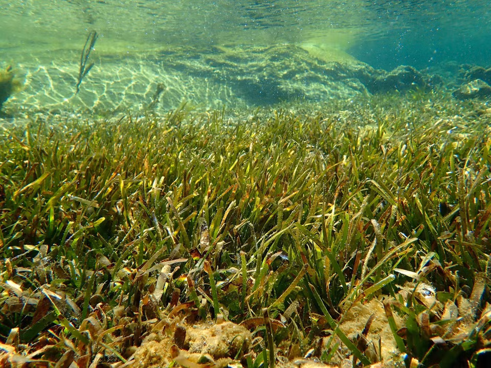 Praderas marinas en la Reserva Marina del Parque Nacional Nui Chua. (Foto: VNA)