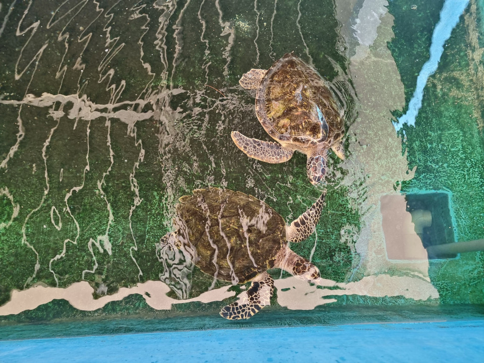 Área de rescate de tortugas marinas en el Parque Nacional Nui Chua (Foto: VNA)