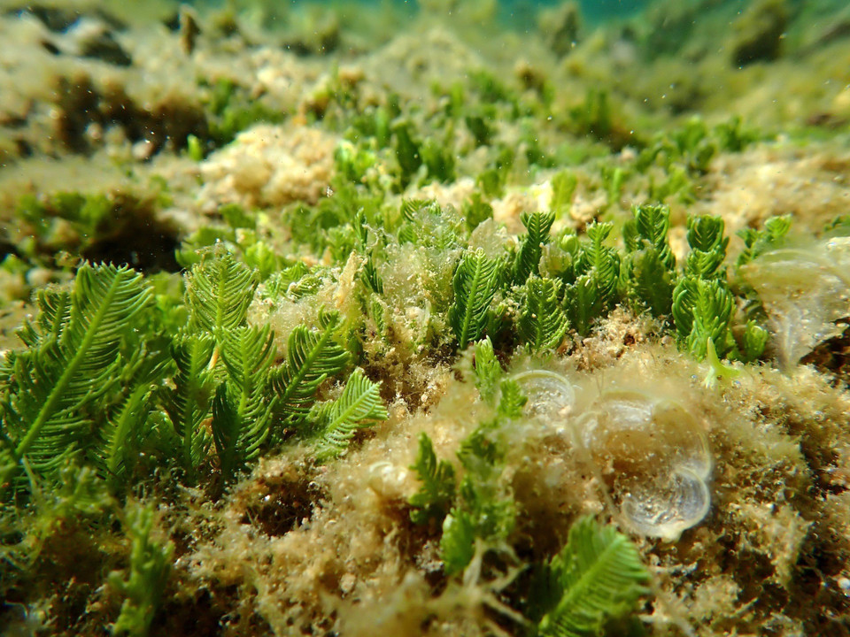 Ecosistema de algas y pastos marinos en la Reserva Marina del Parque Nacional Nui Chua. (Foto: VNA)