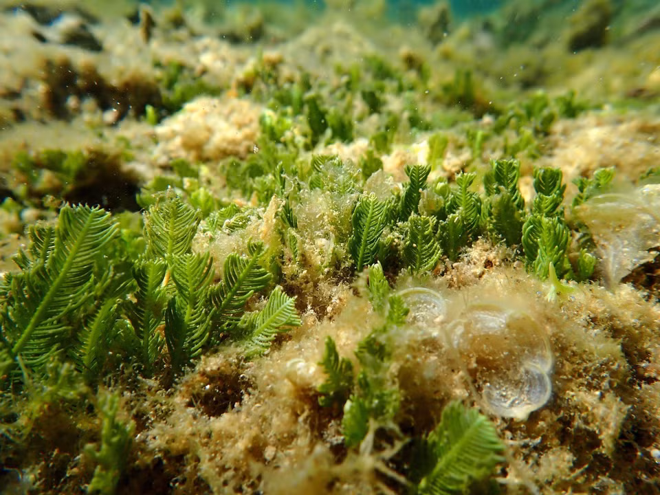Ecosistema de algas y pastos marinos en la Reserva Marina del Parque Nacional Nui Chua. (Foto: VNA)