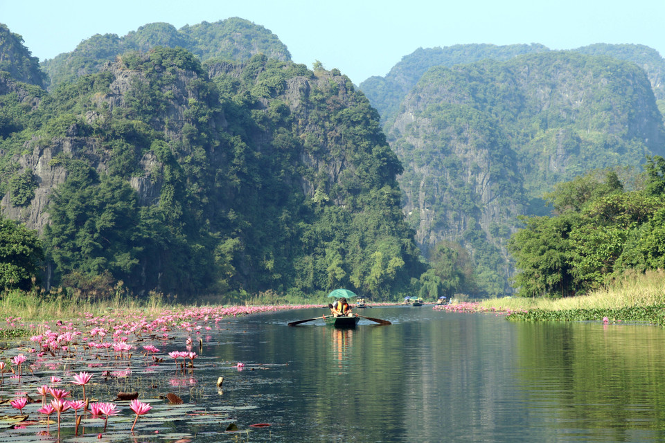 Las flores de loto han brindado un nuevo aliento al paisaje, mejorando la experiencia y atrayendo a los turistas al área turística de Tam Coc, en el distrito de Hoa Lu, provincia de Ninh Binh. (Foto: VNA)