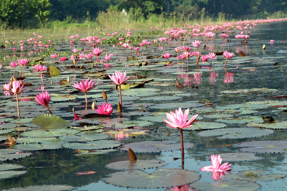Miles de flores de nenúfar moradas crean un paisaje poético para el río Ngo Dong en el área turística de Tam Coc. (Foto: VNA)