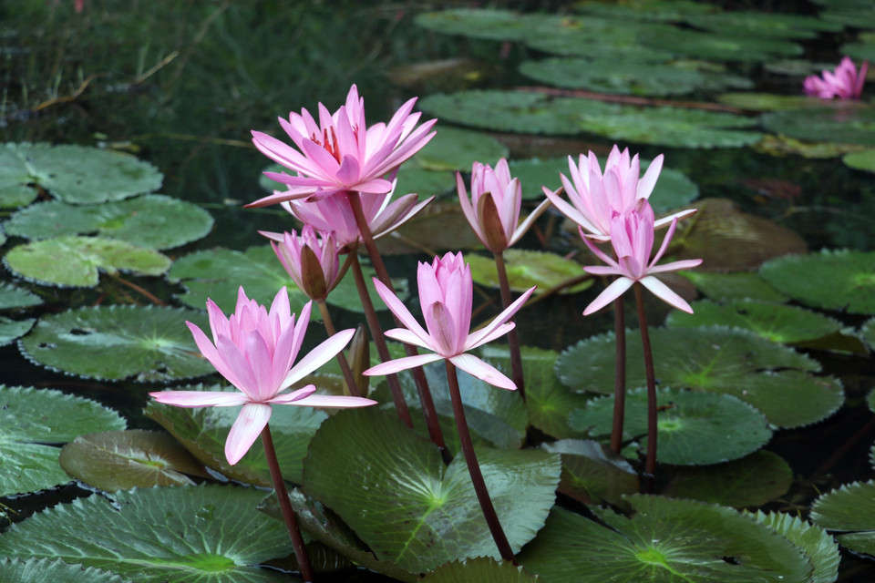 Las flores de nenúfar muestran su mayor belleza entre octubre y diciembre en el área turística de Tam Coc. (Foto: VNA)