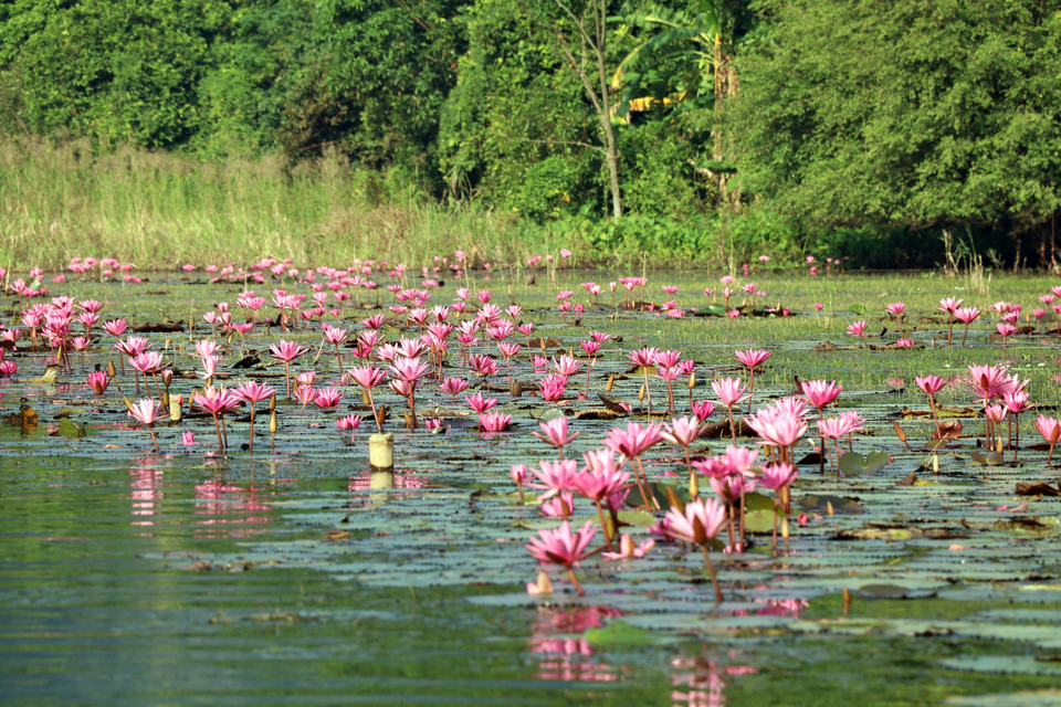 Miles de flores de nenúfar moradas crean un paisaje poético para el río Ngo Dong en el área turística de Tam Coc. (Foto: VNA)