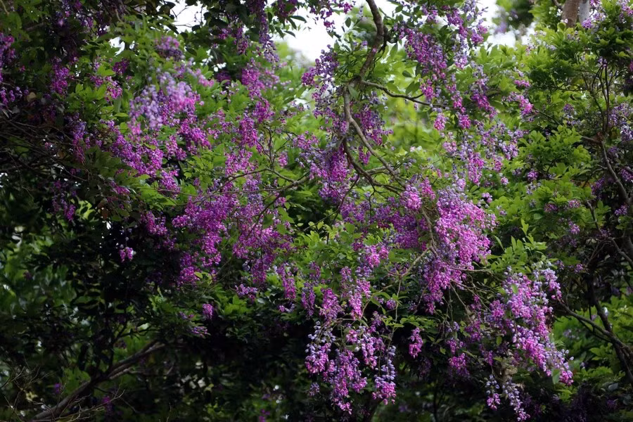 Las flores florecen en abril y mayo, creando hermosos paisajes en los bosques de la península de Son Tra. (Foto: Vietnam)