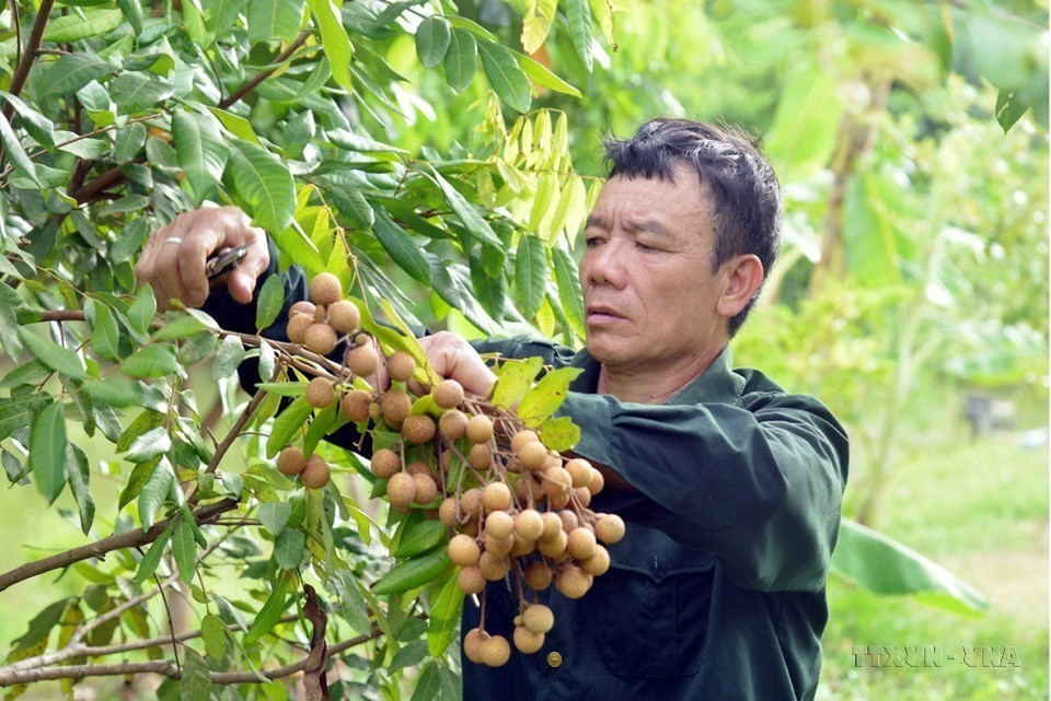 5. Deo Van Hai, un inválido de guerra de tercer grado en el distrito de Muong La, provincia de Son La, ha superado sus discapacidades y aprovecha el potencial y las ventajas de su familia para crear un modelo económico VAC (huerto, estanque de peces y corral) con altos resultados.