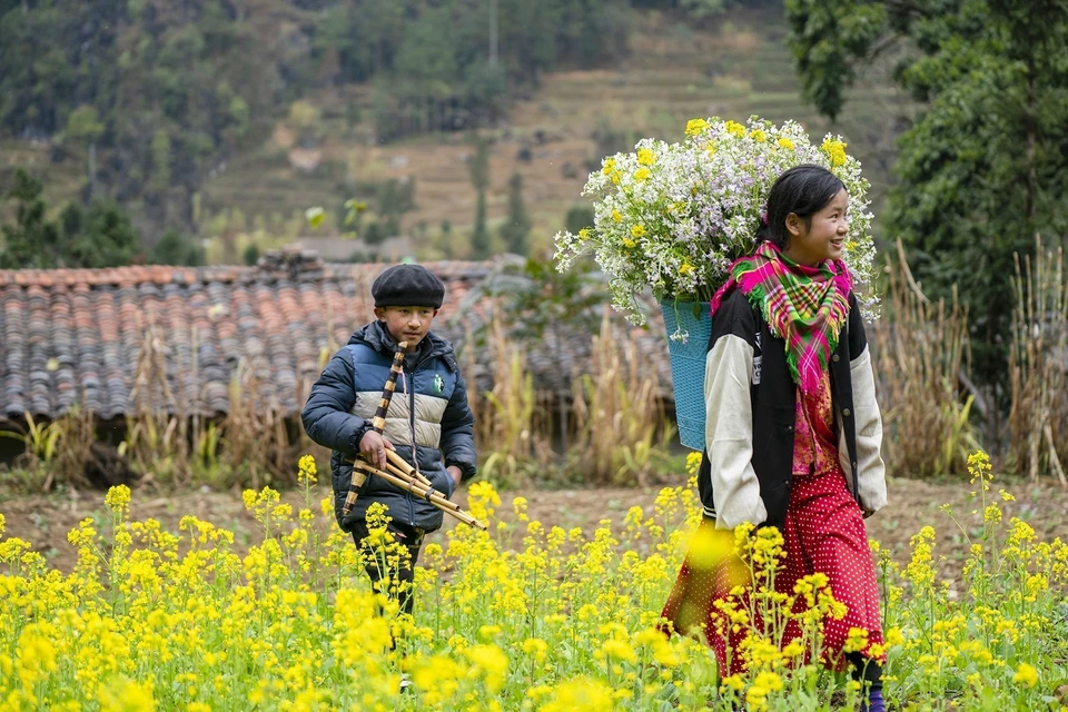 Los brillantes colores de las flores de canola en la comuna de Sung La, distrito de Dong Van, Ha Giang. (Foto: VNA)