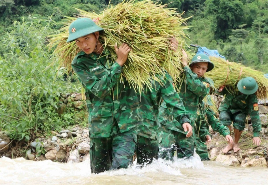 Soldados da equipe móvel de treinamento do Comando da Guarda de Fronteira da Província de Lai Chau ajudam as pessoas na colheita de arroz. (Foto: VNA)