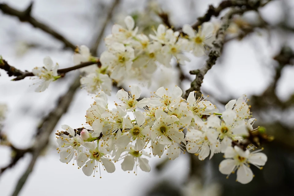 Las flores del ciruelo de Bac Ha tienen una característica belleza suave y pura. Foto: VNA