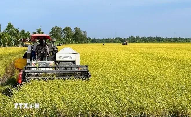 Cosecha de arroz en la provincia vietnamita de Bac Lieu. (Fuente: VNA) 1-5266.jpg.webp