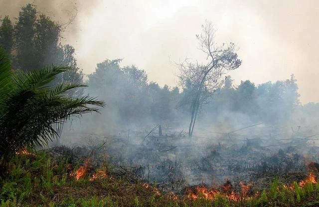 Un incendio forestal en Palangkaraya, Kalimantan Central, Indonesia. (Foto: forestsnews.cifor.org) haze-polex-photo-1674.jpg.webp
