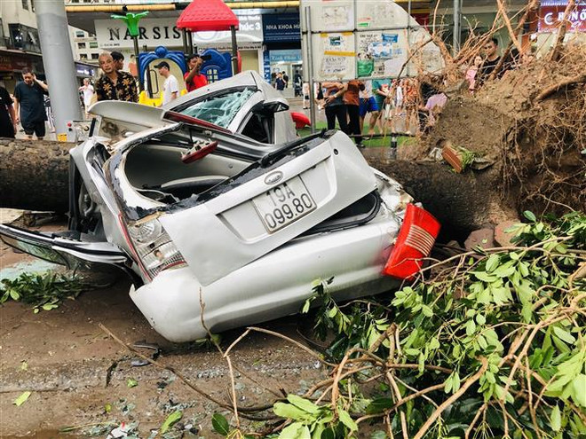 El automóvil fue aplastado por un árbol caído en Hanoi ante azote de Yagi. (Foto: VNA) vna_potal_ha_noi_bao_so_3_lam_hang_nghin_cay_xanh_do_gay_cung_nhieu_phuong_tien_bi_hu_hong_7580170.jpg