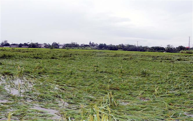 Más de 10 mil 800 hectáreas de arroz en toda la provincia de Ha Nam son afectadas. (Fuente: VNA) vna_potal_anh_huong_bao_so_3_ha_nam_hon_10800_ha_lua_bi_do_nhieu_cay_coi_bi_quat_nga_7580015.jpg