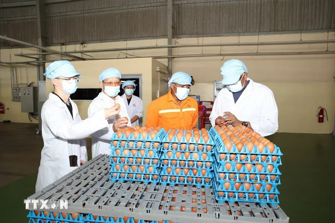 Producción de huevos de gallina en la empresa VietNam Agroresources en el distrito de Tan Bien, Tay Ninh (Foto: VNA) tay ninh 3.jpg