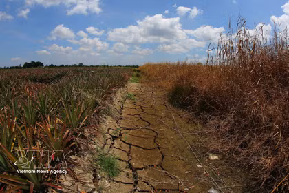 Muchos canales interiores de la ciudad de Can Tho se secan tras un período prolongado de calor extremo. (Foto: VNA)
