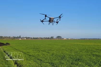 Utilización de drones para fumigar con pesticidas en los arrozales de An Nhut, comuna de Long Dien, Ciudad Ho Chi Minh. (Foto: VNA)