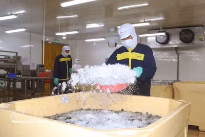 Las empresas de la provincia de Ca Mau aplican tecnología avanzada a la producción de camarones para mejorar la productividad y la calidad de sus productos. (Foto: VNA)