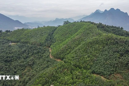 Vietnam recibirá 5 millones de dólares adicionales por venta de créditos de carbono forestal (Foto: VNA)