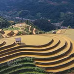 Arrozales en terrazas de la región montañosa de Mu Cang Chai en Lao Cai