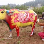 Atractivo concurso de pintura corporal de búfalos en Vietnam